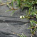 우영사마귀풀Murdannia loriformis (Hassk.) R.S.Rao &amp; Kammathy 이미지