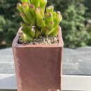 영풍상회 이미지