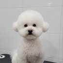 멍멍살롱 이미지