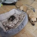 하얀강아지&고양이 이미지