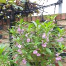 봉숭아물 물들이다 이미지