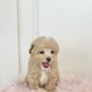 야옹아 멍멍해봐 멍멍스타일 이미지