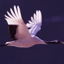 두루미로 이미지