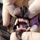 래플즈동물병원 이미지