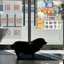 강쥐엄마네 이미지