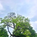 영천 약남리 회화나무 이미지