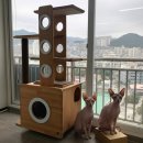 세이펫(Saypet) | 고양이 우울증 증상과 해결법, 수직공간 캣폴 설치 후기 (세이펫 시에로)