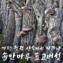 솔안농장 이미지