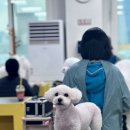 수 애견미용 이미지