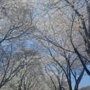몽글몽글 | 춘천 벚꽃 명소 추천 : 지금 아니면 못가는 한강수력본부 춘천댐 벚꽃길 실시간 후기
