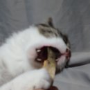 뭐먹냥? 이미지