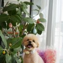 트레밍MM 이미지