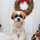 메리몰펫샵 이미지