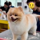 개인정애견샵 이미지