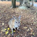 빵빵한 속근육 우리체조 | 호주시드니 4박6일 자유여행 DAY4-1 시드니 페더데일 동물원