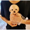 마마스미독 강아지분양 인천점 이미지