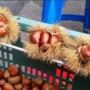 알밤약국 이미지