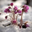 눈속에피는꽃 이미지