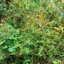 이안농장 이미지