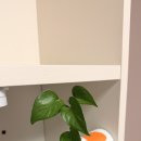 공감 공간 | 귀여운 고양이 손 수경재배 화분 키트 DIY 걸이 공간 공감 인테리어 후기