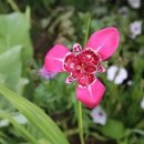 호랑이 체육관 이미지