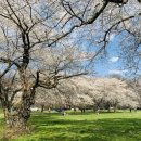 Blossom for you 이미지