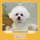 행복펫 애견미용실 | 수원 인계동 애견미용실 펫모모 미니비숑 후기