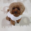 베지베비