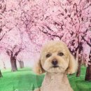 라니멍실 이미지