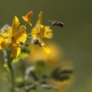 애기똥풀 이미지