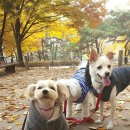 보리네펫미용 네이버블로그