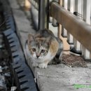 딩동댕동 이미지