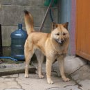 황룡켄넬 이미지