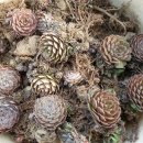 김성기농장 이미지