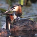 병아리소풍 이미지