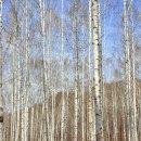 인제14-2 | 1박2일 인제강릉여행 | 눈밭에서 마지막 겨울 즐기기 <속삭이는 자작나무숲>☃️🪵