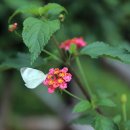 부일부동산 이미지