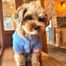 퍼피몽몽 | [전남 광주] 애견동반이 가능한 맛있는 베이커리카페 : 라이크마이베이커