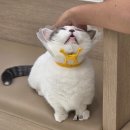 키다리 동물병원 이미지