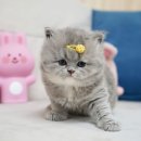 강남 고양이 분양 냥블리 이미지
