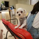 해피치 애견카페 이미지