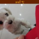 퍼피빈 이미지