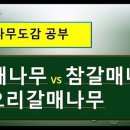 갈매오리