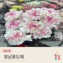 꽃꽂이 | 창원 꽃도매 추천, 경남꽃도매 생화 구매 후기