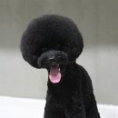 모찌애견샵 이미지