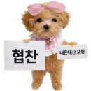 회팔구