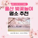 남목역사누리길 | 울산 벚꽃축제 장소 정리 / 2025년 벚꽃 개화시기