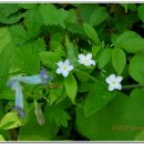 황금대박 이미지