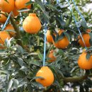 김중환농장 이미지