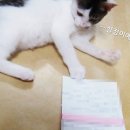 아이라이크펫 이미지